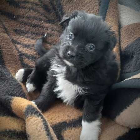 Catelusi de doua luni