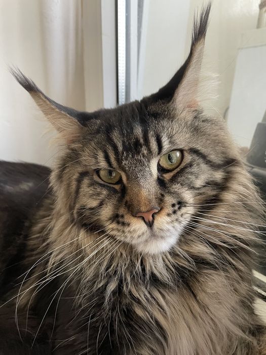 Кот Мейн-кун вязка