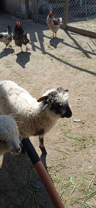 Vand 2 mioare sí un berbec