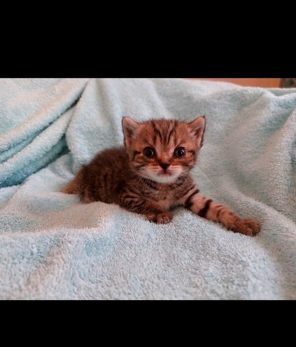 Котята шиншиллы  1 месячные