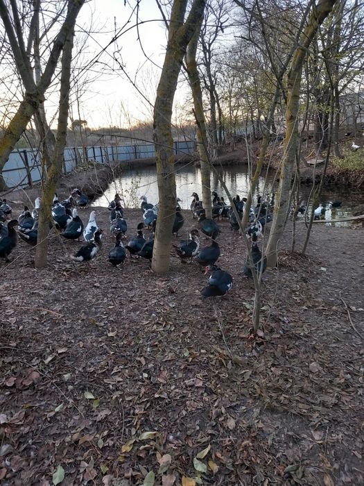 Vand Rate lesesti 60 ron