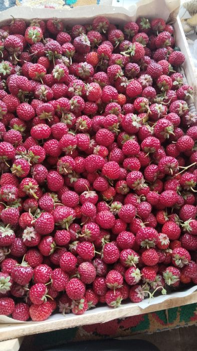 Расада клубники малины ежемалины