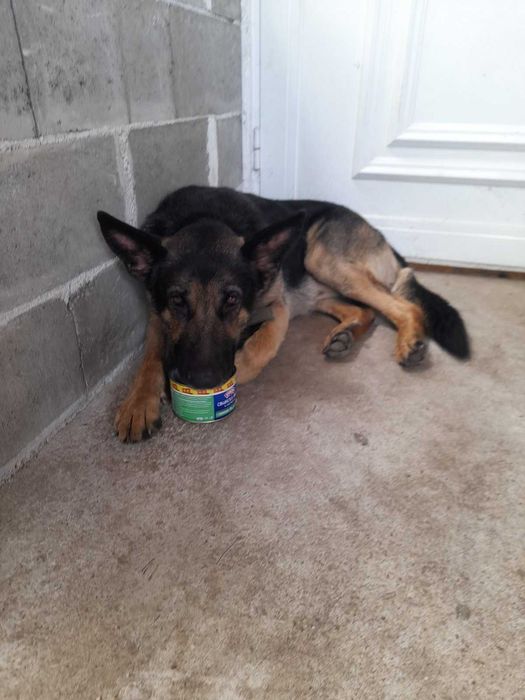 ТЪРСИ СЕ открадната  Немска овчарка