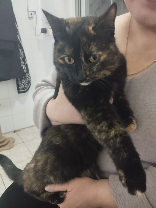 Отдам в добрые руки