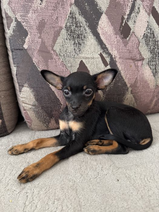 Продам щенка той терьера