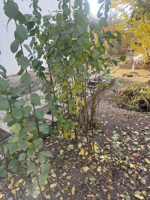 Продам вишни и сливу и куст малины.