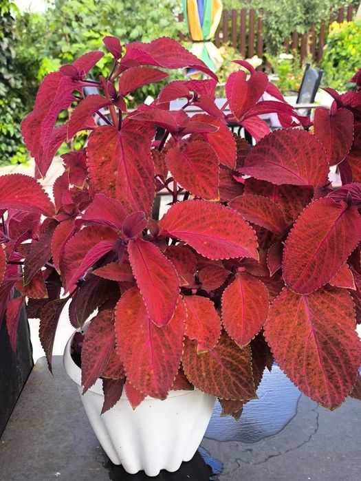 Продам колеусы комнатные