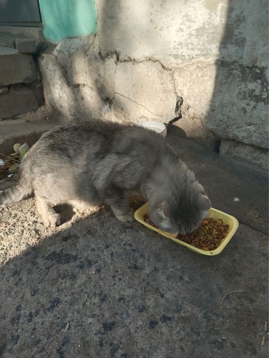 Найден породистый котик