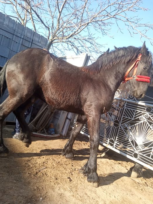 De vânzare mânz frizian