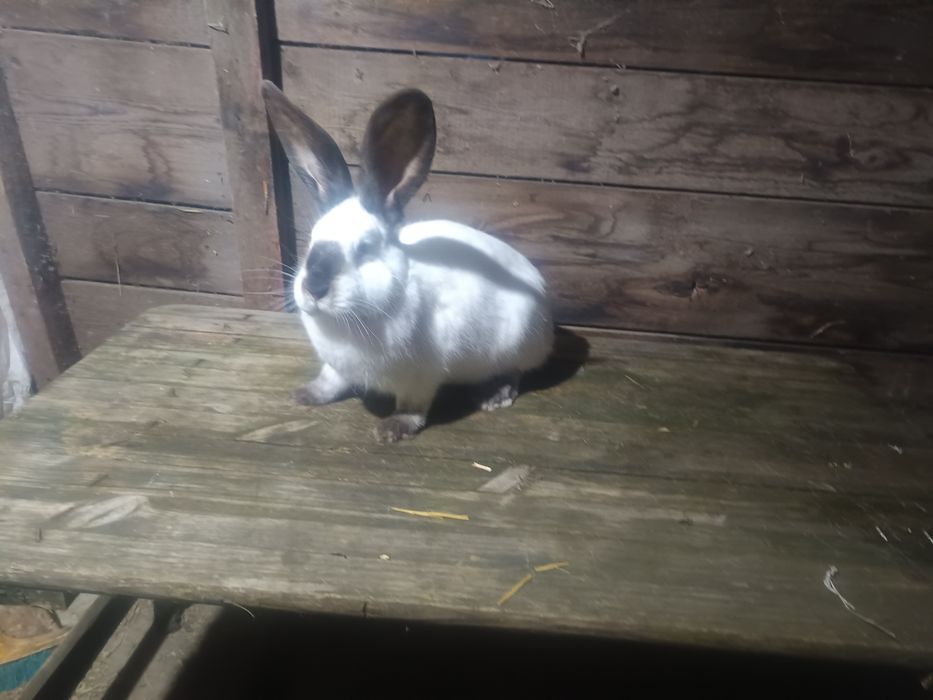 Femele urias german alb si urias de transilvania