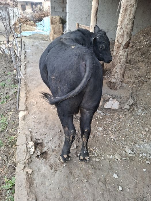 Бука сотилади когонда