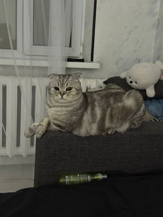 Сүйкімді шотланд