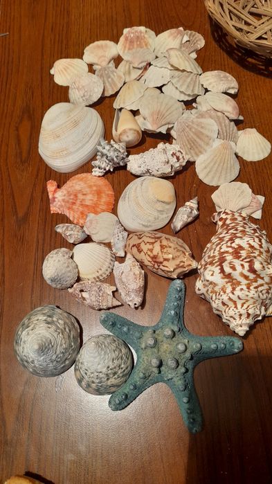 Ракушки морские разные