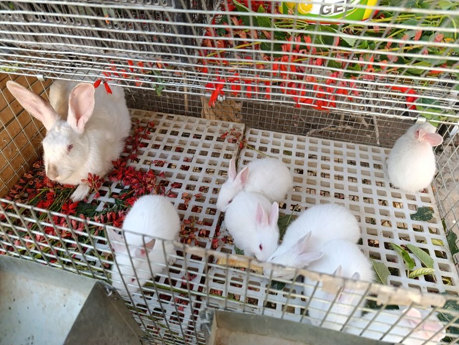 Нечего нету в залог