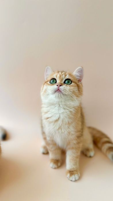 Котятa золoтыe шиншиллы для вас!