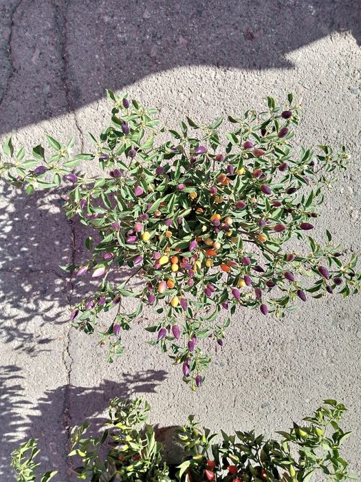 Продам семена острого перца в стрючках