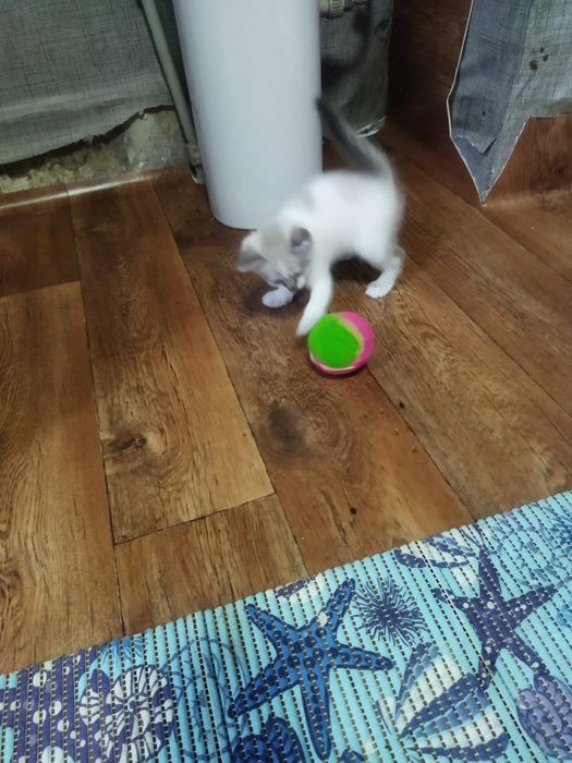 Продам вислоухих котят