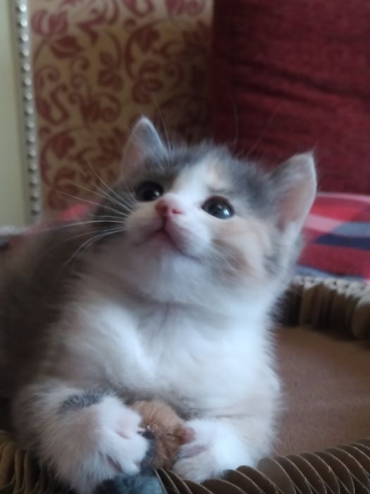 Шотландские малышки