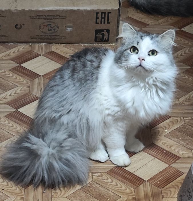 Сибирские кошечки и котики