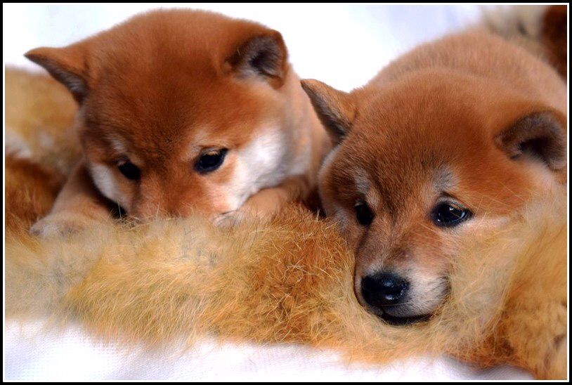 японские сибочки