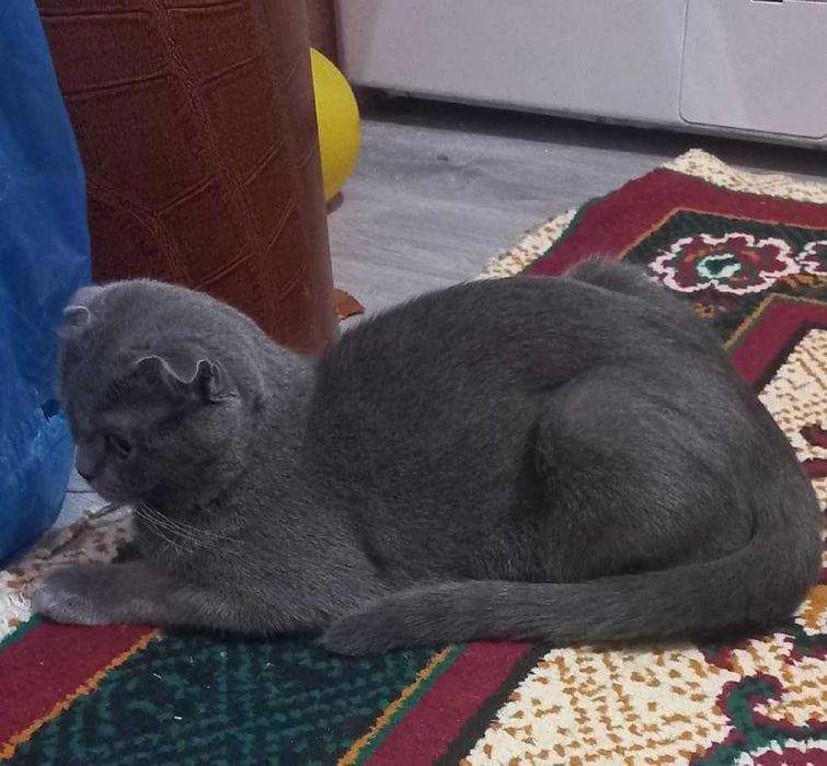 Scottish fold mushuk sotiladi