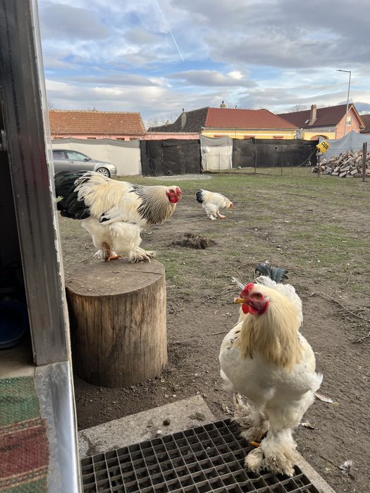 Vand cocosi brahma!!!