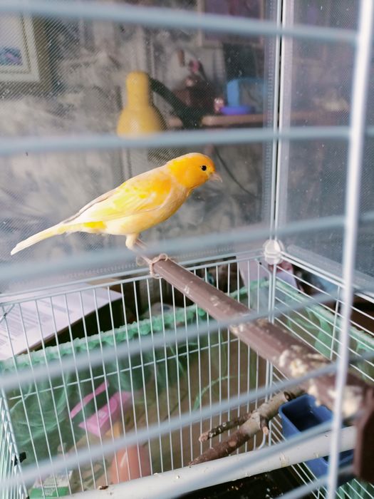 Поющий  кенр  молодой .