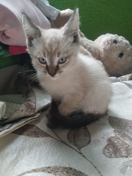 Кошечка, полусиам