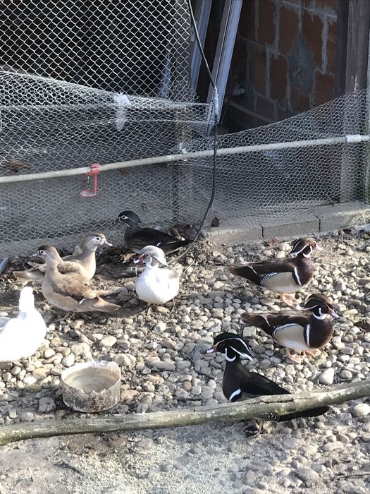 Продавам пауни  Арлекини и  Бели