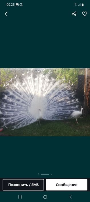 Ак павлин пара сатылады