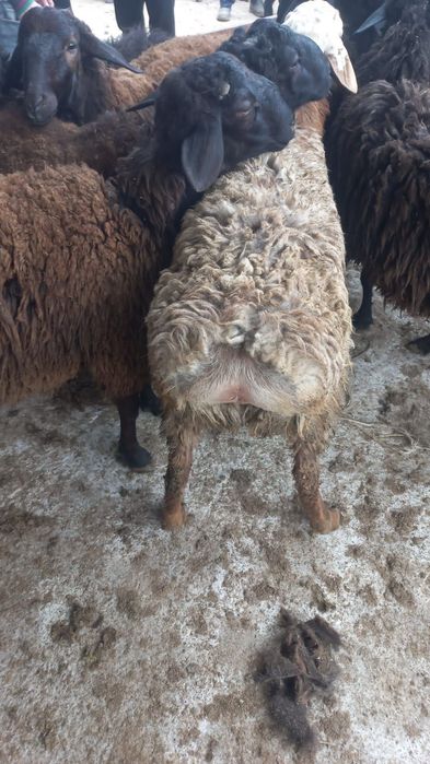 Кошкарлар бар сатылады