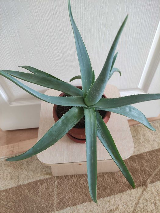 Алоэ более 3х лет  2500        .