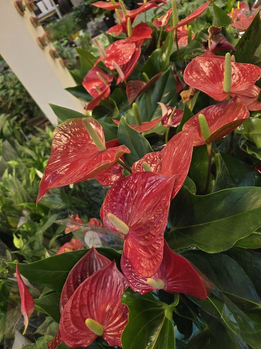 Антуриум !!!  Мужское счастье !