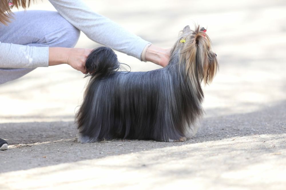 Продам щенков Йорка,бэби фэйс