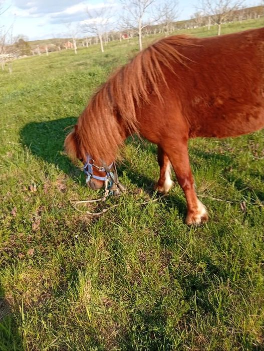 Armasar de monta ponei