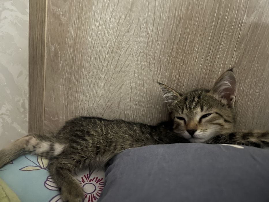 Котенок девочка 2 мес