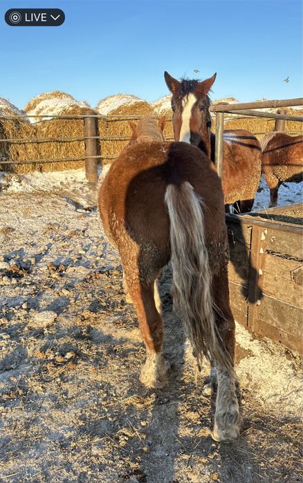 Продам жеребца .