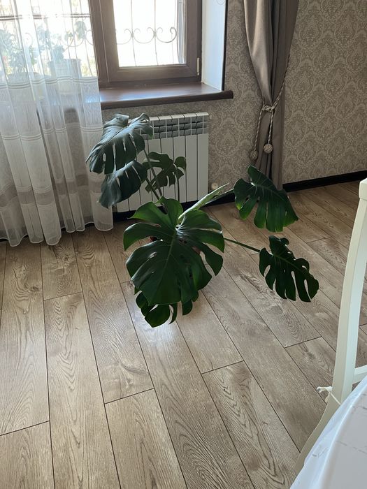Продам цветок манстеру