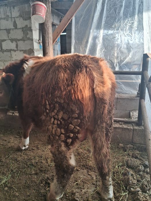 Продам бычка симментал