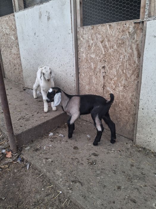 Vând Tapisor Anglo Nubian