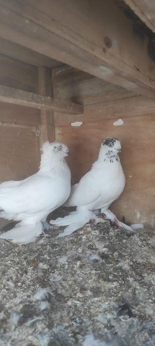 Продаются голуби