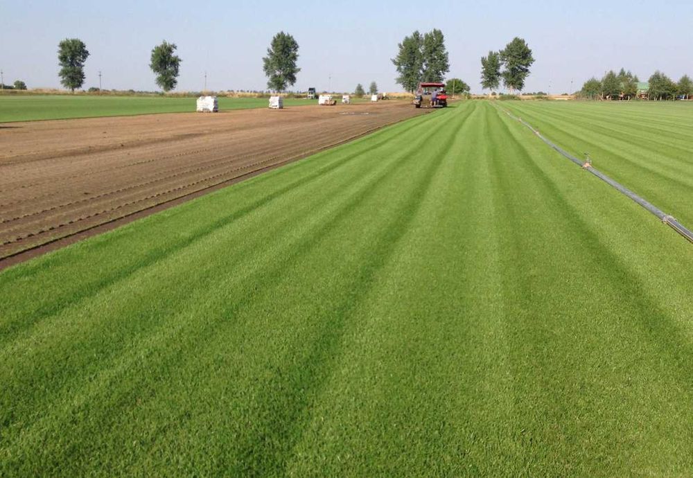 Soluții Verzi pentru Grădină – Gazon Premium cu Montaj