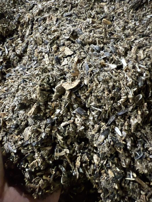 Vand goz /gozuri floarea Soarelui