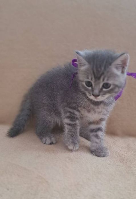 Котенок девочка породистая страйт