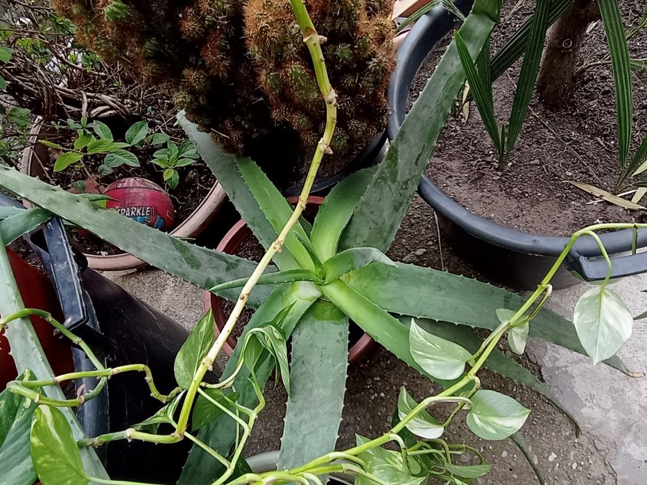 Aloe vera gigant