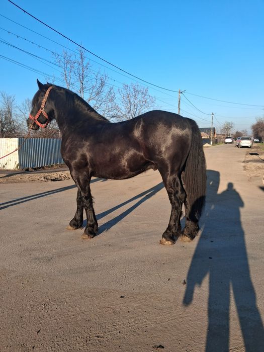 Cal de vânzare! Metis de Frizian