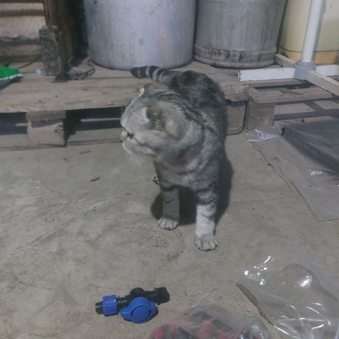 Продам котят маленьких