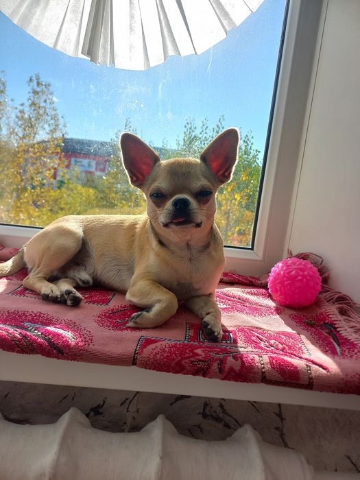 Ждём девочку.Вязка