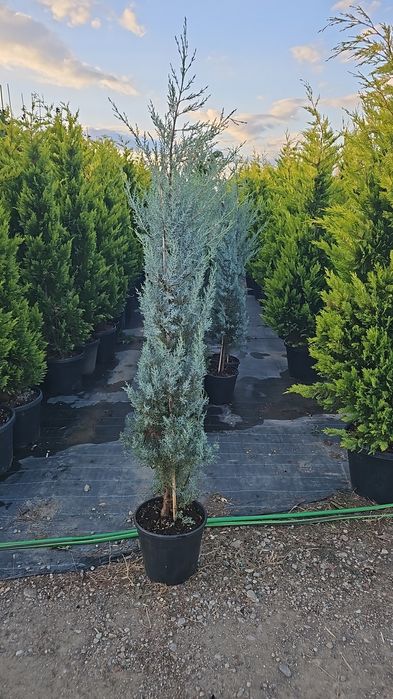 Cupressocyparis leylandii ( gard viu)