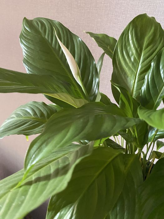 Спатифилум - женское счастье